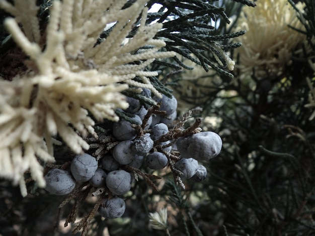 Photo close-up of fruits growing outdoors