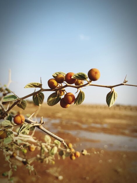 Photo close-up of fruits growing on plant against sky