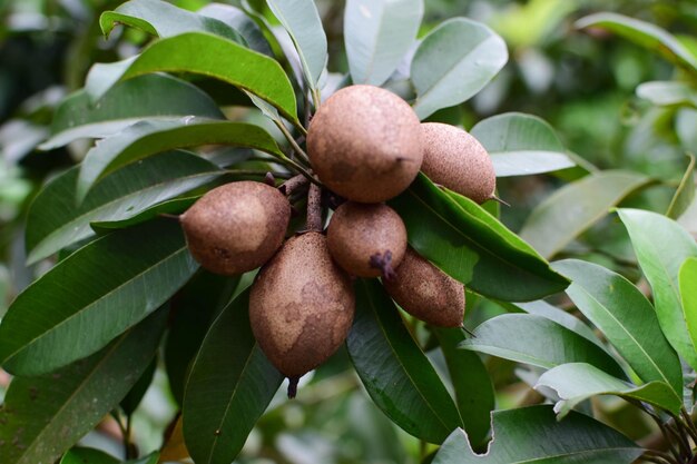 Close-up of fruits growing on plant