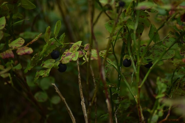 Close-up of fruits growing on plant