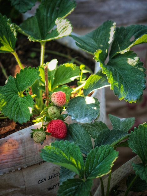 Photo close-up of fruits growing on plant