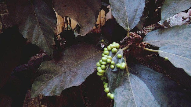 Foto prossimo piano dei frutti che crescono sulla pianta