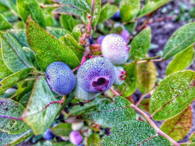 Photo close-up of fruits growing on plant