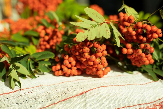 Close-up of fruits growing on plant