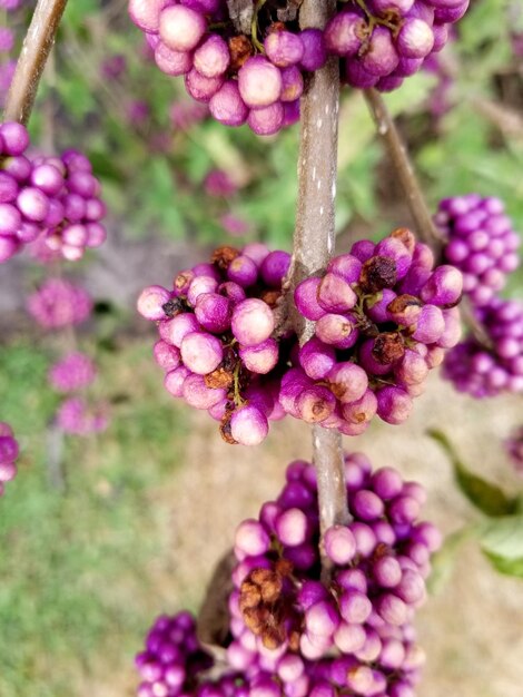 Close-up of fruits growing on plant