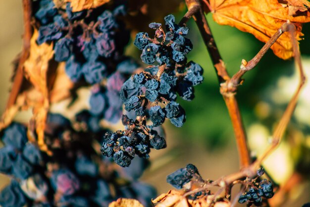 Foto prossimo piano dei frutti che crescono sulla pianta