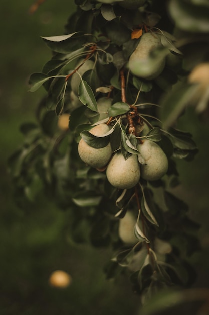 Foto prossimo piano dei frutti che crescono sulla pianta