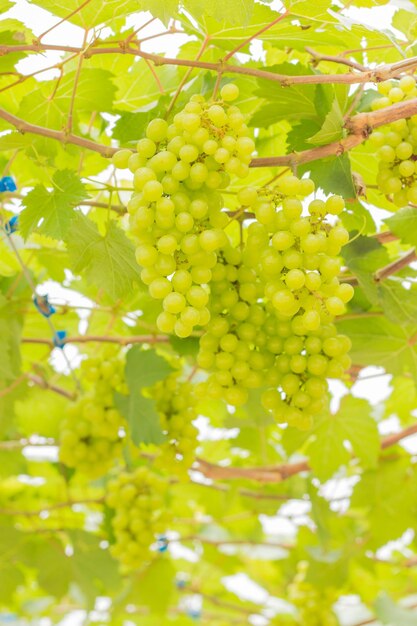 Close-up of fruits growing on plant