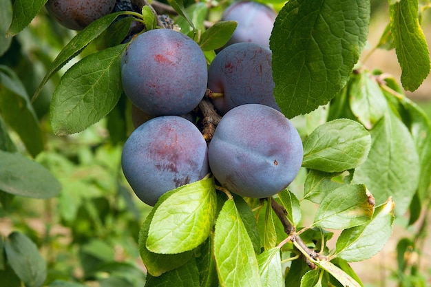 Foto prossimo piano dei frutti che crescono sulla pianta