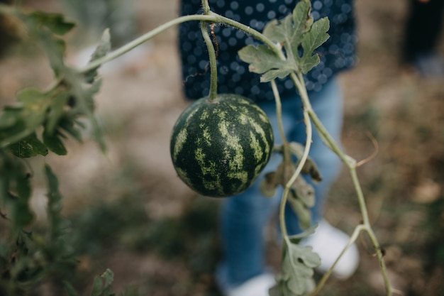 Photo close-up of fruits growing on plant