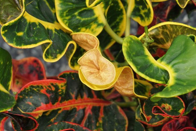 Close-up of fruits growing on plant