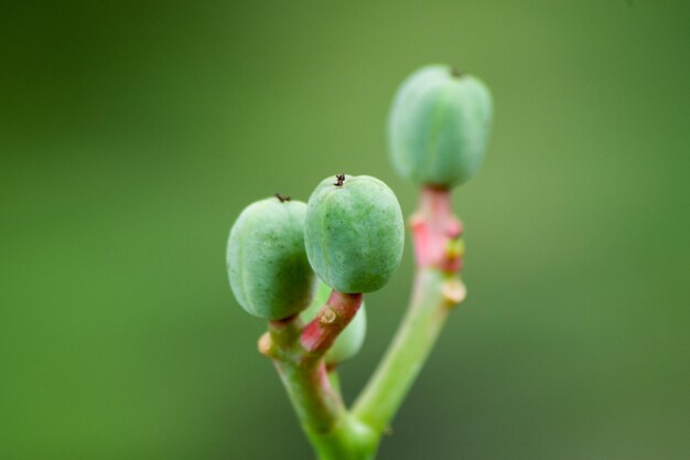 Photo close-up of fruits growing on plant