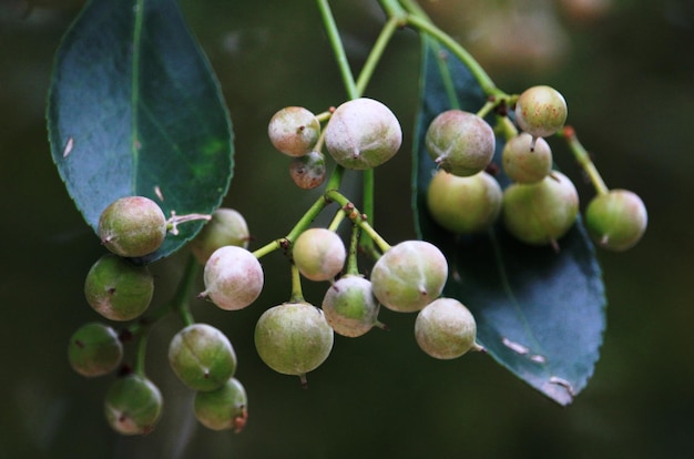 植物で育つ果物のクローズアップ