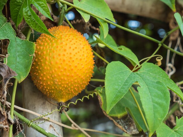 Close-up of fruits growing on plant