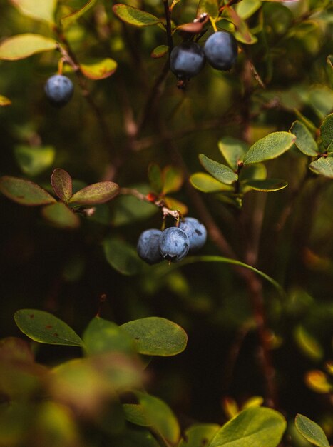 Close-up of fruits growing on plant