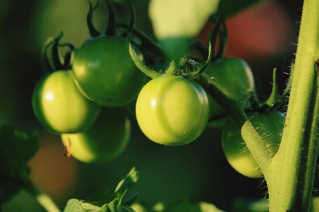 植物で育つ果物のクローズアップ