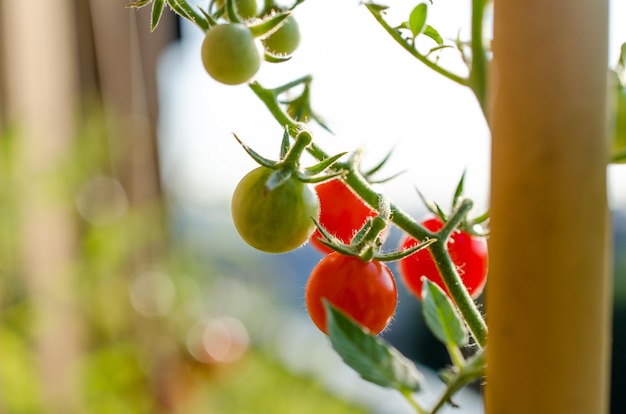 Photo close-up of fruits growing on plant