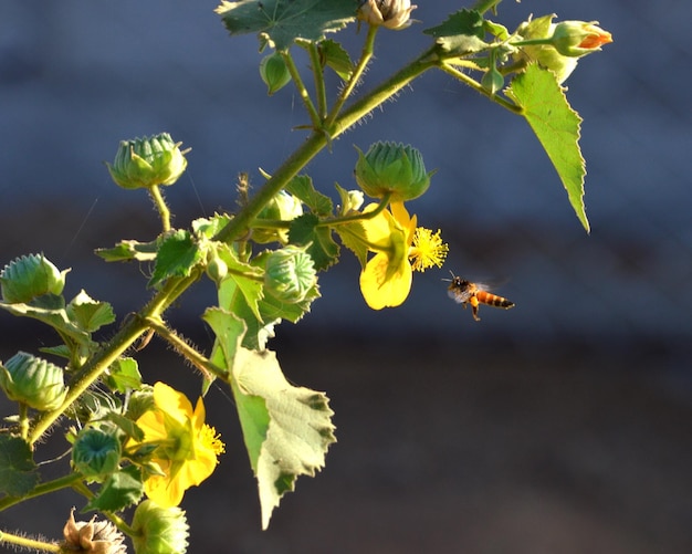 Foto prossimo piano dei frutti che crescono sulla pianta