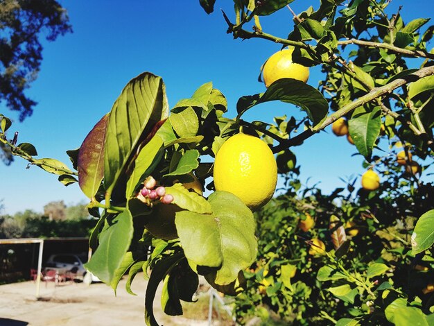 Close-up of fruits growing on tree against sky