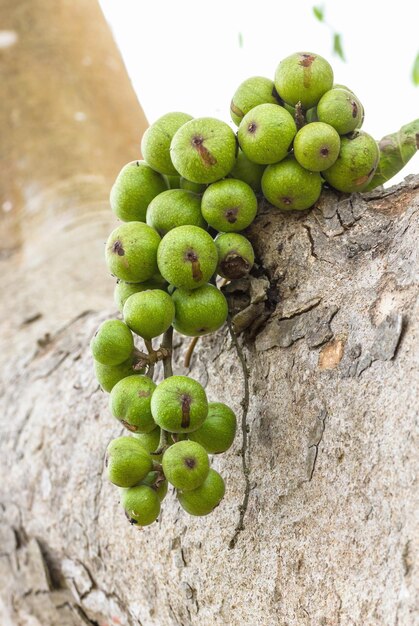 Close-up of fruits growing on tree trunk