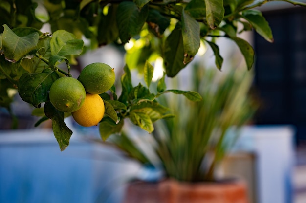 Foto close-up di frutti che crescono sull'albero