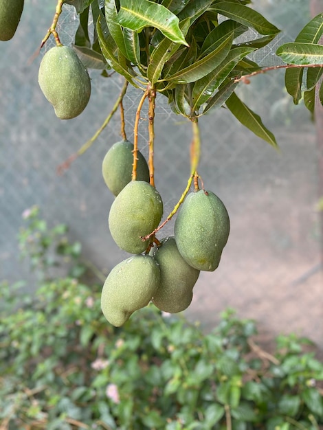 Foto close-up di frutti che crescono sull'albero