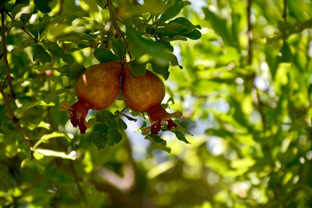 Close-up of fruits growing on tree