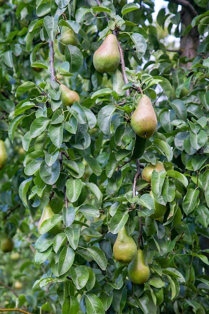 Photo close-up of fruits growing on tree