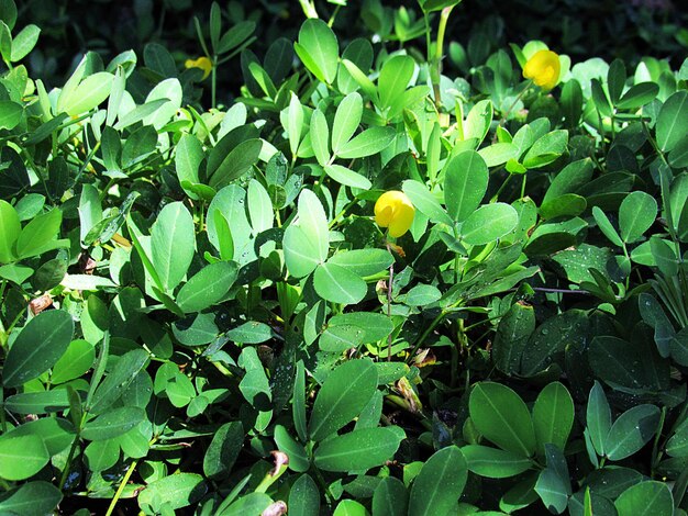 Close-up of fruits growing on tree