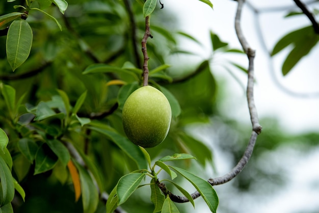 Close-up of fruits growing on tree