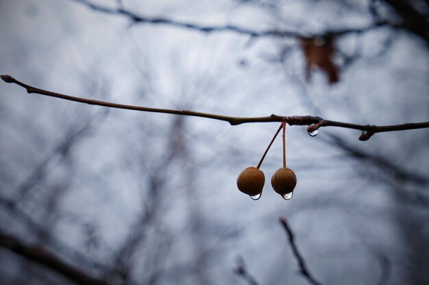 Foto close-up di frutti che crescono sull'albero