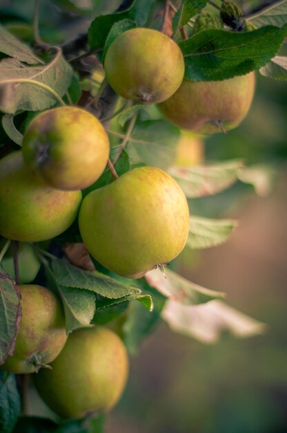 Foto close-up di frutti che crescono sull'albero