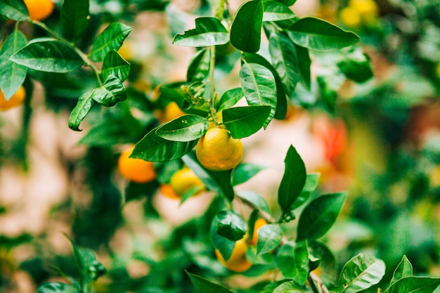 Foto close-up di frutti che crescono sull'albero