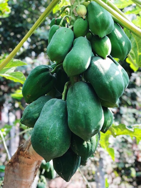 Close-up of fruits growing on tree