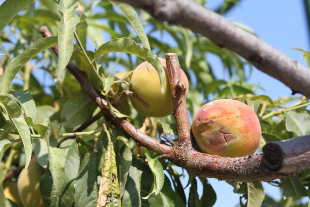 Close-up of fruits growing on tree