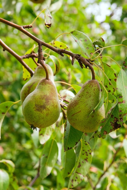 Photo close-up of fruits growing on tree