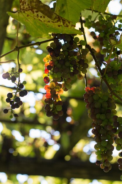 Photo close-up of fruits growing on tree