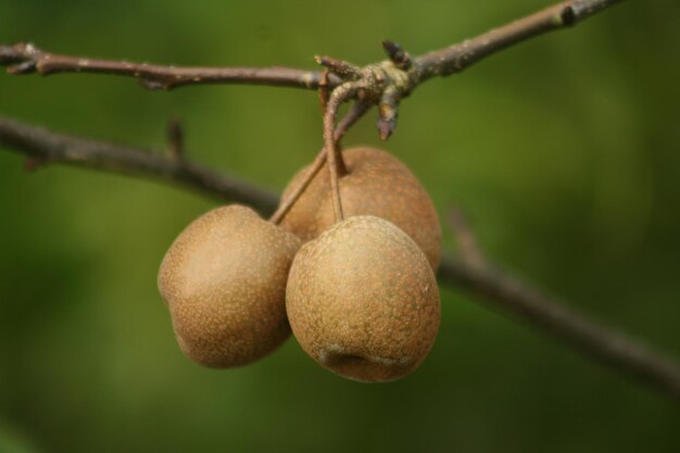 Close-up of fruits growing on tree