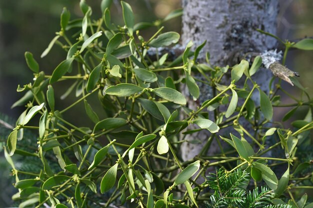 Close-up of fruits growing on tree