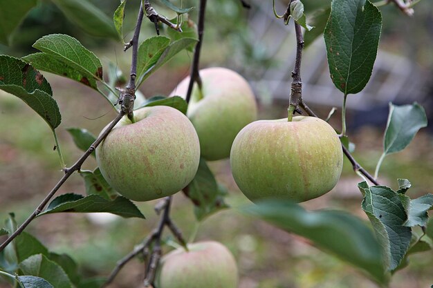 Close-up of fruits growing on tree