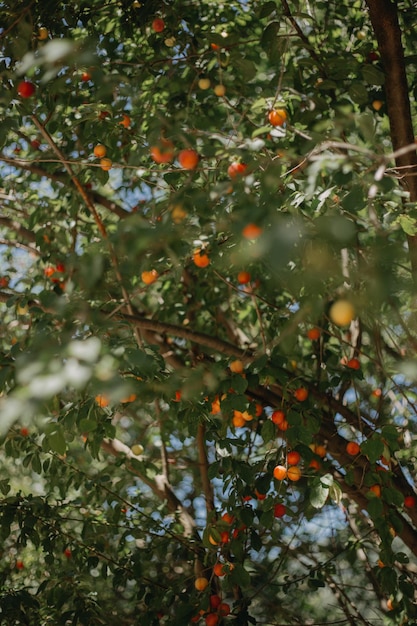 Photo close-up of fruits growing on tree