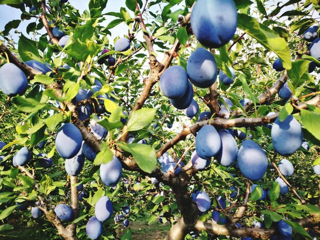 Close-up of fruits growing on tree