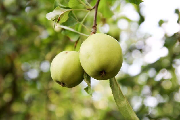 Foto close-up di frutti che crescono sull'albero