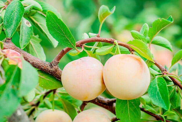 Photo close-up of fruits growing on tree