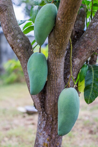 Close-up of fruits growing on tree