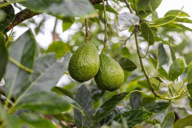 Close-up of fruits growing on tree