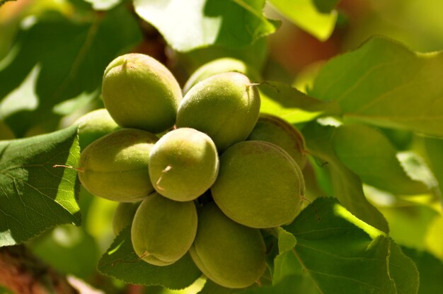 Close-up of fruits growing on tree