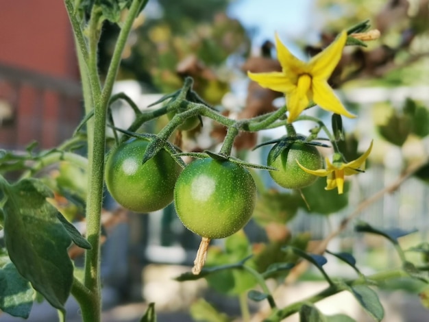 Foto close-up di frutti che crescono sull'albero