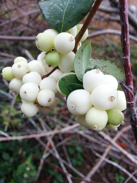 Foto close-up di frutti che crescono sull'albero