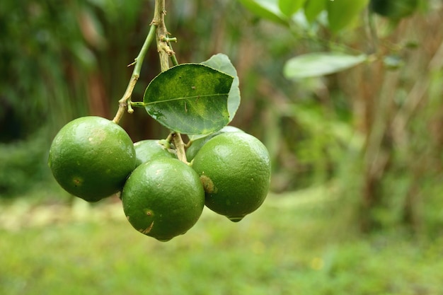 Close-up of fruits growing on tree